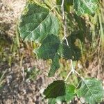 Populus tremulaLeaf