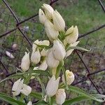 Cephalanthera damasonium Цветок