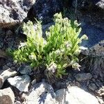 Polemonium elegans Yeri