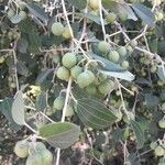 Celtis australis Fruit