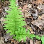 Thelypteris noveboracensis Blad