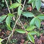 Osmanthus decorus Blatt