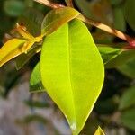 Syzygium paniculatum Листок