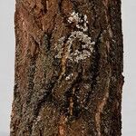 Ginkgo biloba Bark