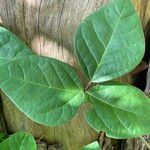 Macrotyloma axillare Leaf