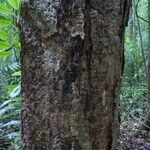 Vochysia guianensis Кора