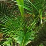 Dypsis lutescens Лист