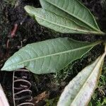 Rhododendron irroratum Folha