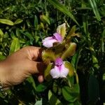 Cattleya bicolor Virág