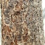 Dombeya spectabilis 樹皮