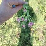 Centaurium pulchellum Flower