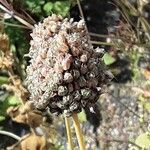 Allium angulosum Fruto