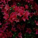 Rhododendron japonicum Kukka