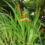 Crocosmia aurea花