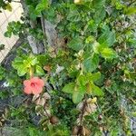 Barleria repens Blad