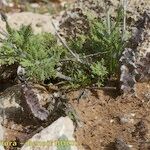 Caralluma burchardii Habitus