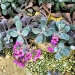 Kalanchoe pumila Flor