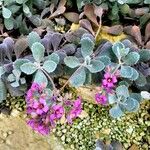 Kalanchoe pumila Цветок