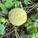 Juglans nigra Mbuma