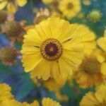 Helenium autumnaleΛουλούδι