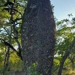 Ceiba chodatii Bark