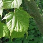 Acer capillipes List