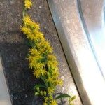 Solidago latissimifolia Flower