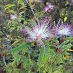 Calliandra selloi Kvet