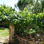 Vitis labrusca Συνήθη χαρακτηριστικά