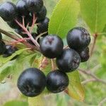 Aronia melanocarpa Plod