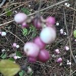 Symphoricarpos orbiculatus Frukto