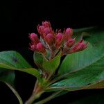 Luculia gratissima Hábito