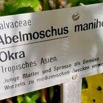 Abelmoschus manihot Altro