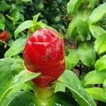 Costus spicatus Flor