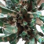 Euphorbia resinifera Övriga