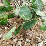 Ficus tinctoria পাতা