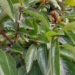 Diospyros kaki 葉