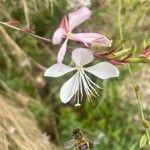 Oenothera gaura Flower