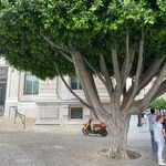Ficus microcarpa Bark