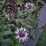 Cyanus lugdunensis Flower