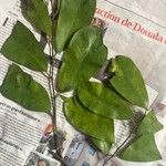 Trilepisium madagascariense Jani