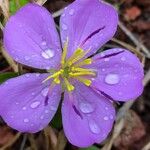 Dissotis rotundifolia Цвят