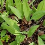 Allium tricoccum Feuille