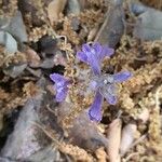 Orobanche nana Кветка