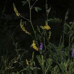 Trigonella officinalis Floare