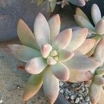 Dudleya greeneiপাতা