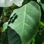 Dendropanax arboreus 葉