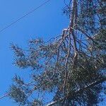 Pinus sylvestris Elinympäristö
