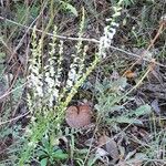 Anarrhinum bellidifolium Muu