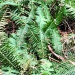 Polystichum munitum Habitat